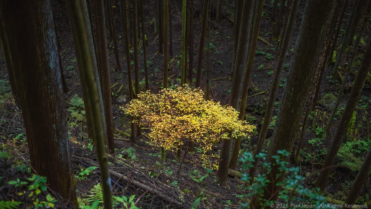 Landscape Photography | Discover Stunning Landscapes Today — Pix4Japan